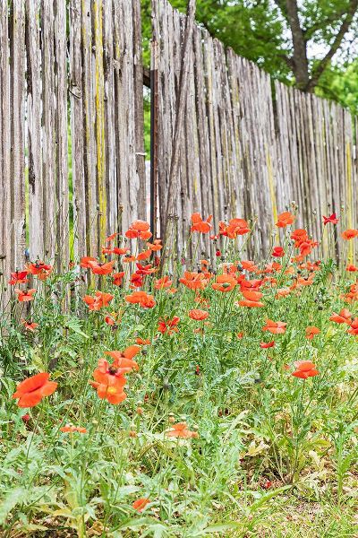 Wilson, Emily M. 아티스트의 Castroville-Texas-USA-Poppies and wooden fence in the Texas Hill Country작품입니다.